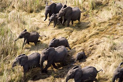 2 elephants sudan 45