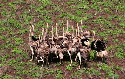 3 ostriches sudan 45