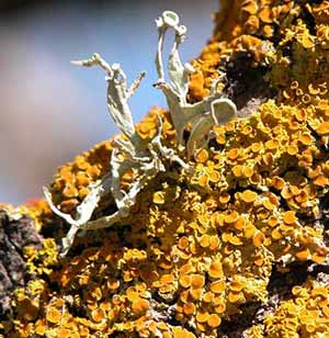 3elm lichen 3elm lichen