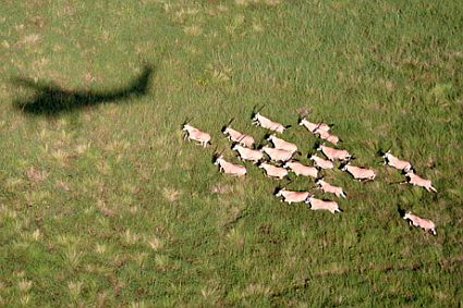 4 oryxes sudan 45