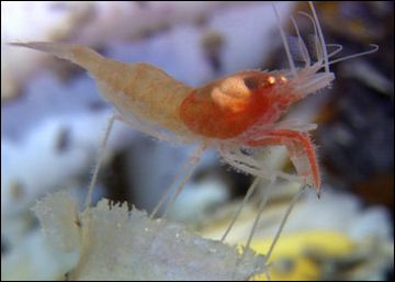 a tube worm tube 9