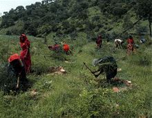 afforestation to counter global warming afforestation to counter global warming