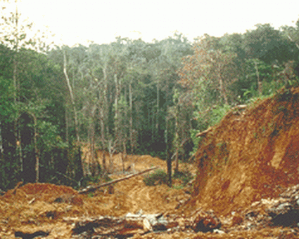 african forest 4646