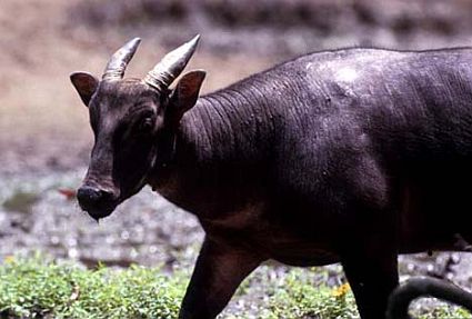 anoa 1 45