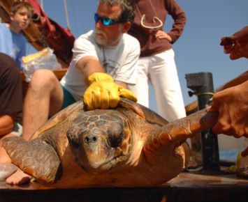 bait reduces turtle bycatch 9