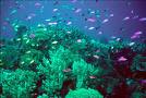 beauty of the sea 246
