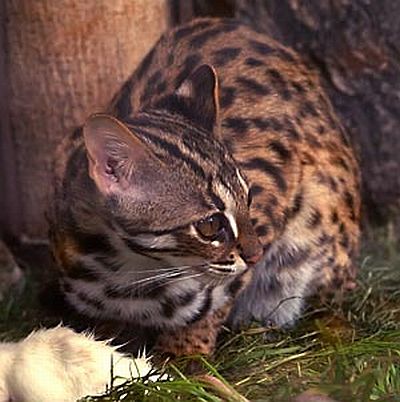 bengalkatzejpg