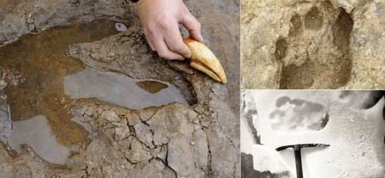 big animal footprints