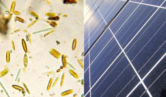 biological solar panel