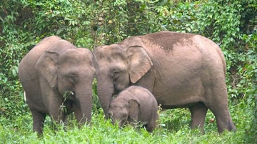 borneo pygmy elephant