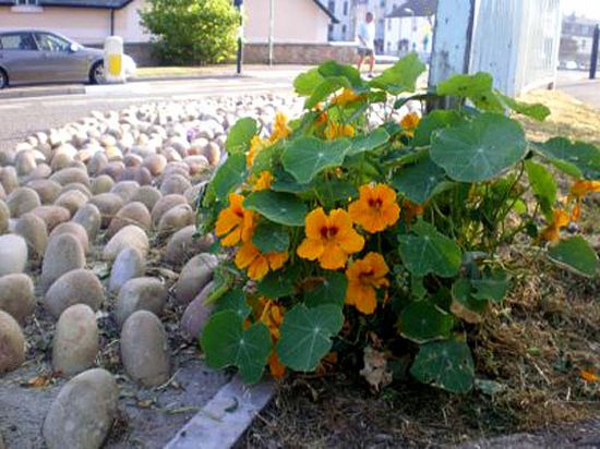 brighton guerilla gardening