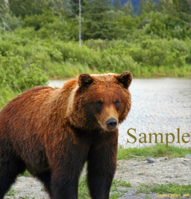 brown bears 3821