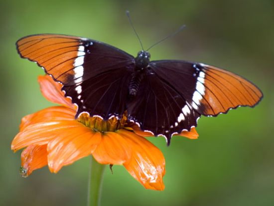 butterfly 10