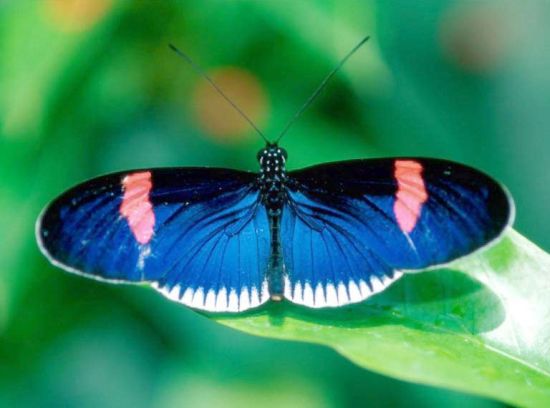 butterfly 11