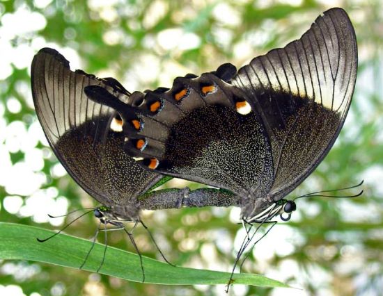 butterfly 14