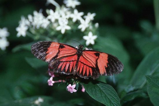 butterfly 15