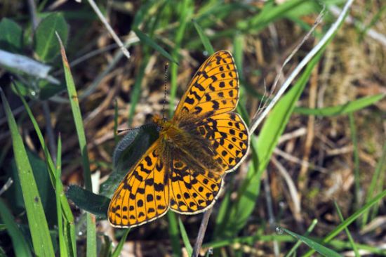 butterfly 16