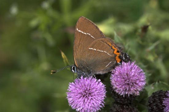 butterfly 17