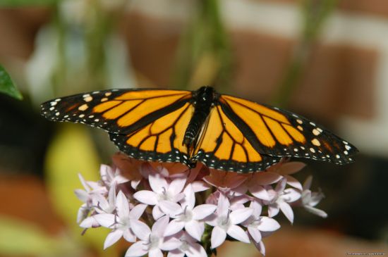 butterfly 18