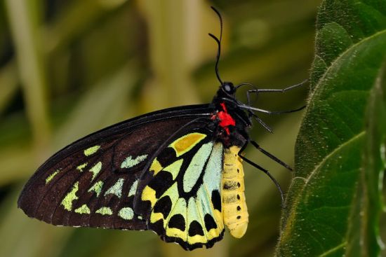 butterfly 1