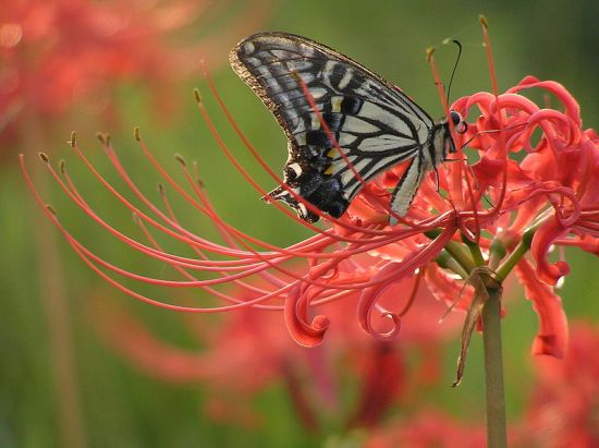 butterfly 2