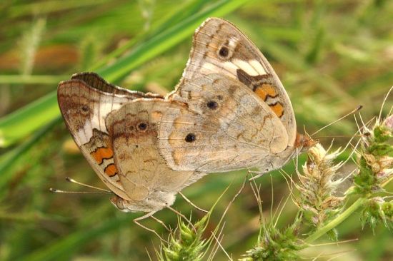 butterfly 3
