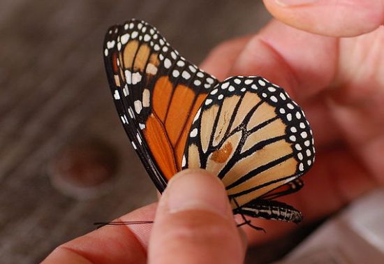 butterfly 4
