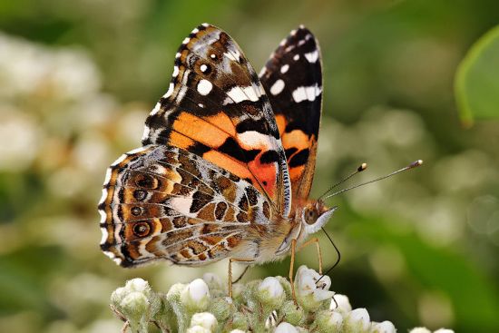 butterfly 5