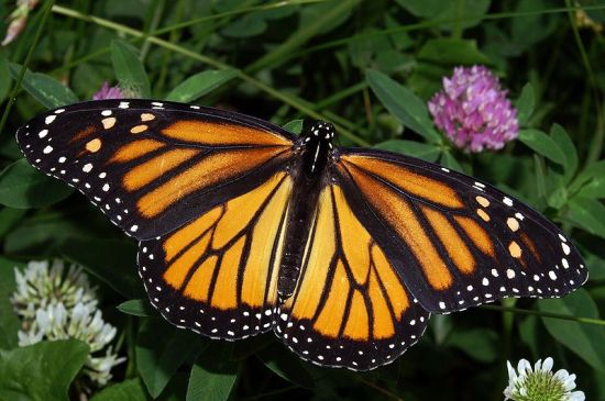 butterfly 6