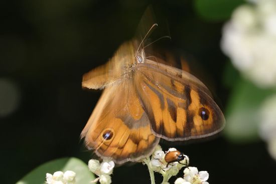 butterfly 7
