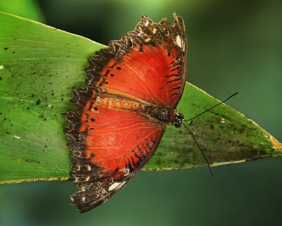 butterfly 8