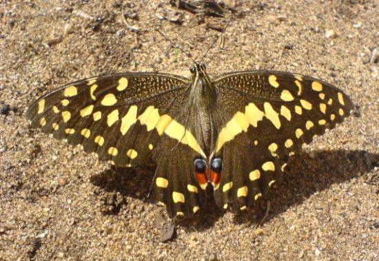 butterfly 9