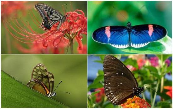 butterfly