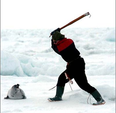 canada seal hunt