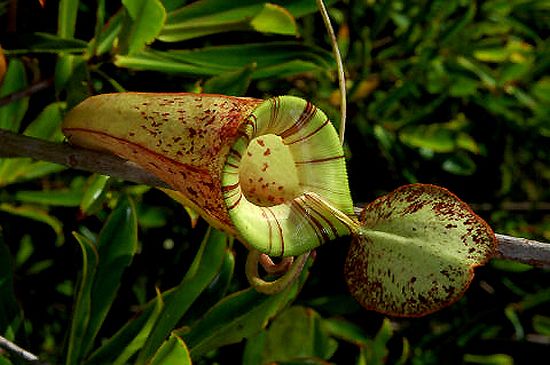 carnivorous plants 10