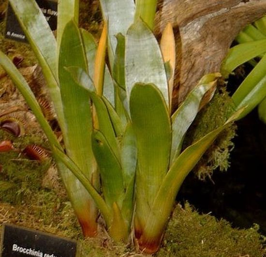carnivorous plants 1