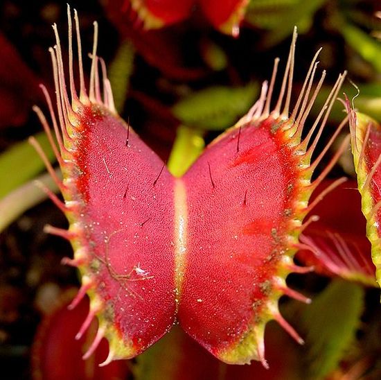 carnivorous plants 2