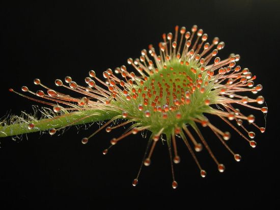 carnivorous plants 3