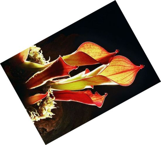carnivorous plants 4