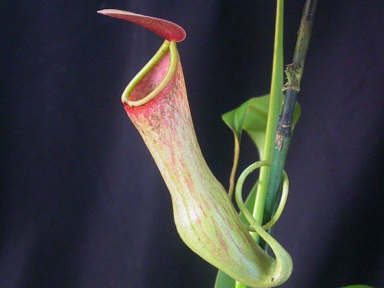 carnivorous plants 5