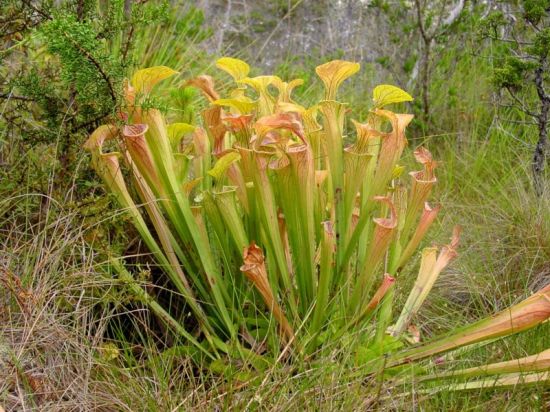 carnivorous plants 6