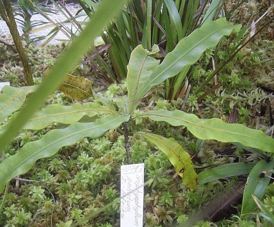 carnivorous plants 7