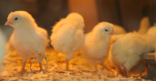 chicken waste