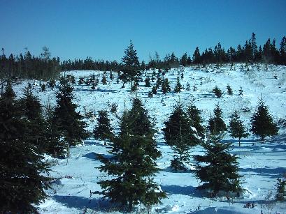 christmas trees