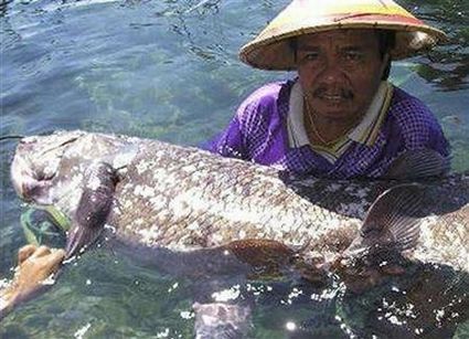 coelacanths 1822 coelacanths 1822