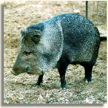 collared peccary collared peccary