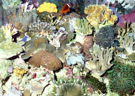 coral bed