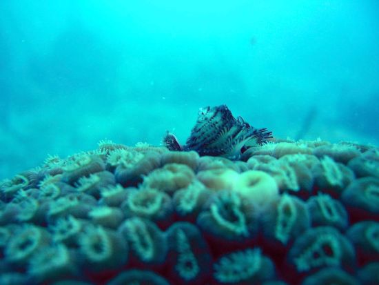 coral reef national monument