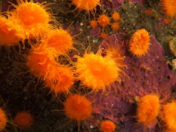 corals
