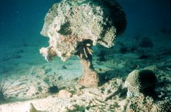corals 246